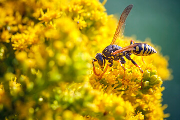 Haus-Feldwespe ( Polistes dominula ).