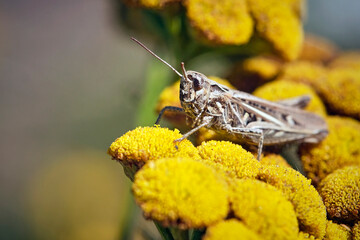Gefleckte Keulenschrecke ( Myrmeleotettix maculatus ).