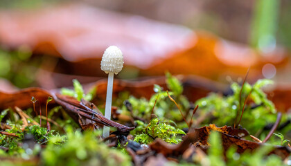 Small white mushroom sprout in forest moss and leaf litter close up macro