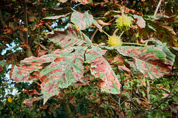 Gewöhnliche Rosskastanie ( Aesculus hippocastanum ) von der Rosskastanienminiermotte ( Cameraria...