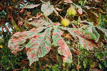 Gewöhnliche Rosskastanie ( Aesculus hippocastanum ) von der Rosskastanienminiermotte ( Cameraria...
