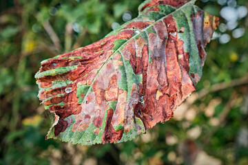 Gewöhnliche Rosskastanie ( Aesculus hippocastanum ) von der Rosskastanienminiermotte ( Cameraria...