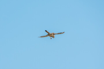 Common kestrel, Falco tinnunculus, hovered in the air in search of prey