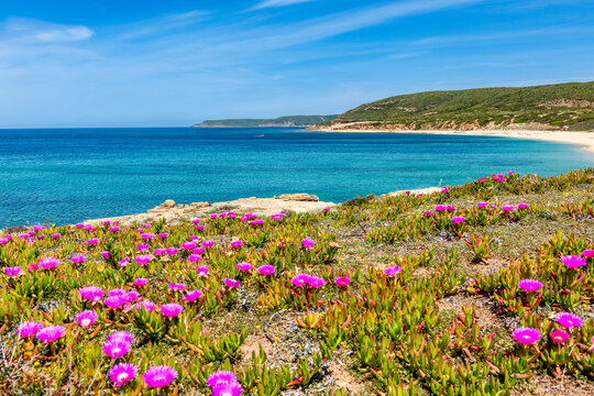 Wildflowers in bloom by turquoise sea bay on Sardinia west coast