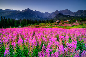 Obraz premium Purple flowers in the Tatra Gąsienicowa Valley at dawn.