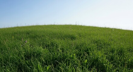 Fototapeta premium Serene Green Hillside Curves Gently Toward a Vast, Clear Summer Sky.