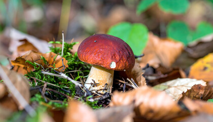 Fototapeta premium Solitary mushroom with red cap amidst autumn foliage in forest