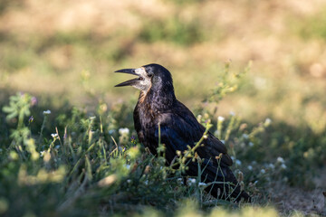 crow on the grass