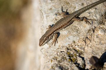 lizard on a stone