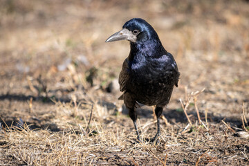 crow on the ground