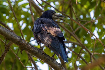 crow on a branch