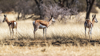 Springbok dans une réserve animalière en Namibie