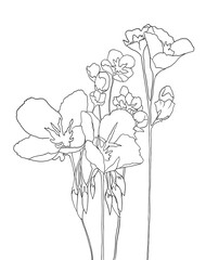 Black and white digital art floral template. Isolated Hand drawn black contours of Buttercups Flowers on white background. Template for design, coloring page, invitation
