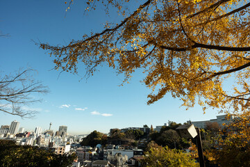 Ginkgo Tree in Autumn with City View in Yokohama