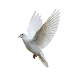 A beautiful white dove in mid-flight with its wings fully spread.