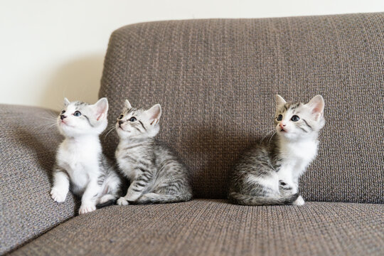 Three adorable kittens sitting on a comfortable sofa