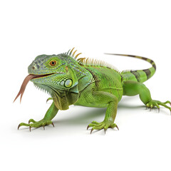 Fototapeta premium Vibrant Green Iguana with Forked Tongue Extended.
