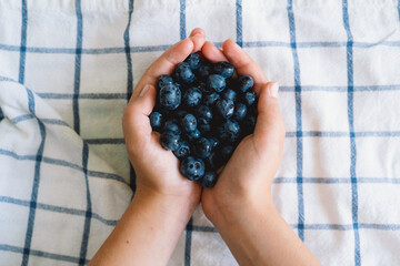 Fresh blueberries in cupped hands on a checkered cloth