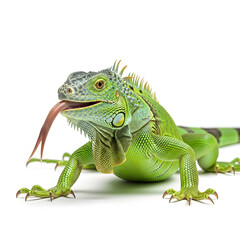 Obraz premium Green Iguana with Tongue Out Close-Up Reptilian Portrait.