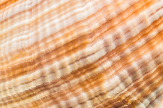Macrophotograph of Hairy Triton Seashell Surface Texture