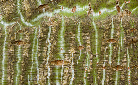Macrophotograph of Manchu Snakebark Maple Bark Patterns