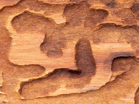Fir beetle larva tracks on Douglas fir bark texture