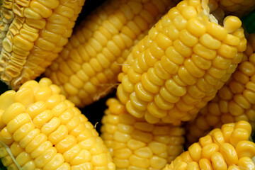 High angle photo detail of several pieces of boiled sweet yellow corn from close up