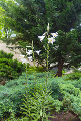 Lilium candidum in full bloom in June