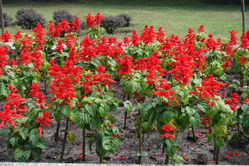 Many red flowers of Salvia splendens in July