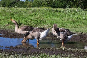 A flock of domestic geese in a meadow near a puddle on a sunny summer day.