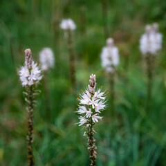 wildflowers with a blurred background