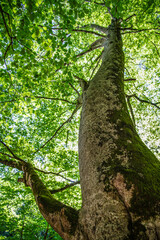 view from below of a tree trunk