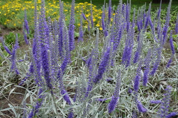 Obraz premium Multiple purple flowers of Veronica spicata incana in mid June