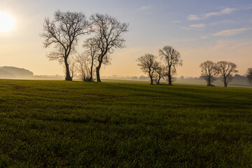Fototapeta premium Silouette of a row of trees in a field, after sunrise near Sedgefield, County Durham, England, UK.