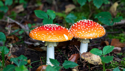 Vibrant orange toadstools with white spots in lush forest undergrowth
