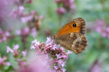 Close-up of a Gatekeeper Butterfly (Pyronia tithonus) on Oregano (Origanum laevigatum 'Herrenhausen')