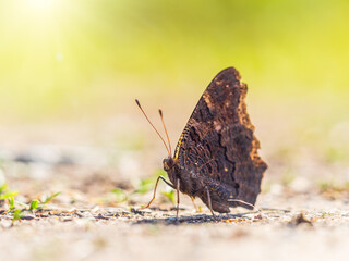 Peacock butterfly on the ground among the grass