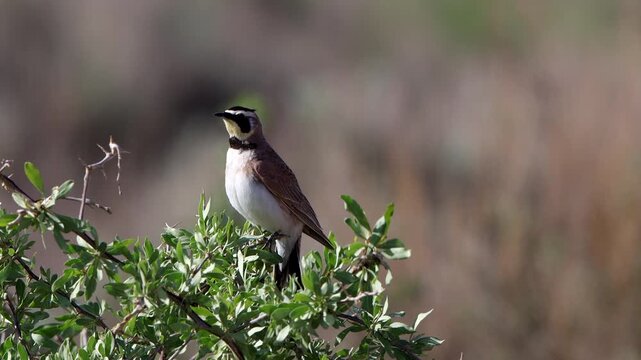 Closeup of a Horned Lark in a field at Alamosa National Wildlife Refuge in Colorado