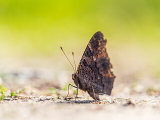Peacock butterfly on the ground among the grass