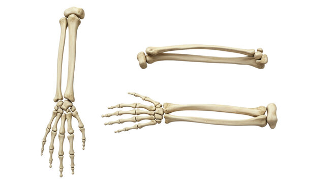 Human arm and hand bones isolated on white background