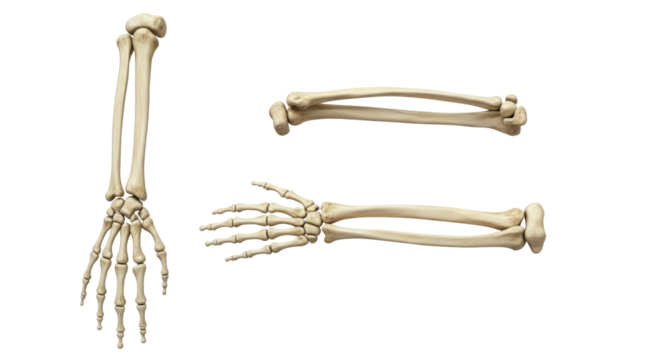 Human arm and hand bones isolated on white background