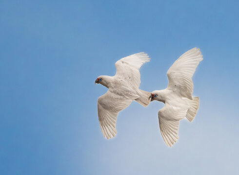 Long Billed Corella's flying