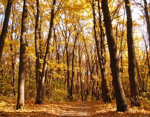 Obraz premium Golden autumn forest pathway