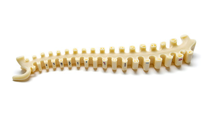 Anatomy & Physiology A labeled spinal cord model, isolated on white, showing segments, dorsal and ventral roots, and ganglia for anatomy, neurology, and surgery(2)