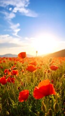 A field of vibrant poppies at sunset