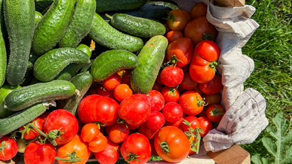 Sun-drenched bask of garden-fresh tomatoes and cucumbers evoke midsummer harvest alchemy, perfect for international Tomato Festival celebrations