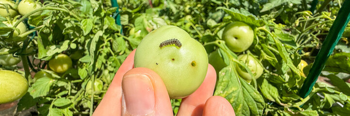 A caterpillar's clandestine feast unfolds on a sunlit green tomato, evoking Tomato Fest joy and...