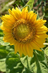 Yellow bright sunflower close-up outdoors