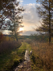 Sunrise meander along a muddy woodland path, echoing Beltane's renewal and International Dog Day's unspoken joy