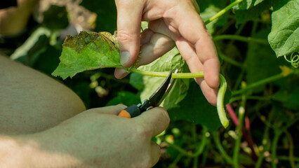 Gardener's careful hands trim lush vines, evoking Zen-like precision; embodying Earth Day spirit and Slow Food principles